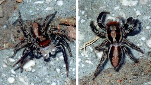 Réf. 235 299 : Plexippus sp.